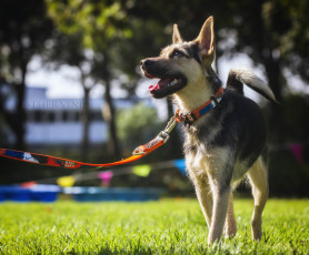 Картинка животные собаки солнечно собака трава радость овчарка