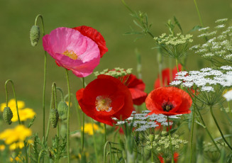 Картинка цветы маки лето розовый красный макро луг