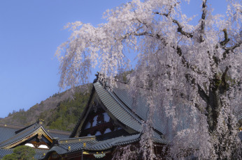 Картинка цветы цветущие+деревья+ +кустарники небо цветение дерево крыши дома весна