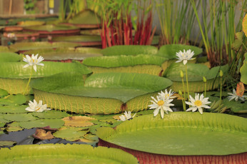Картинка цветы лилии+водяные +нимфеи +кувшинки водяные лилии листья вода