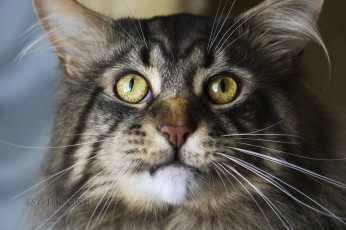 Картинка животные коты ушки усы взгляд коте кот кошка киса