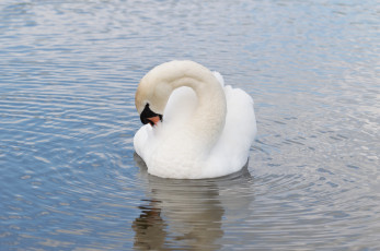 Картинка животные лебеди вода рябь оперение белый грация