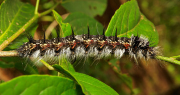 Картинка животные гусеницы мохнатая веточка itchydogimages макро гусеница