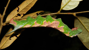 Картинка животные гусеницы веточка гусеница макро itchydogimages тёмный фон