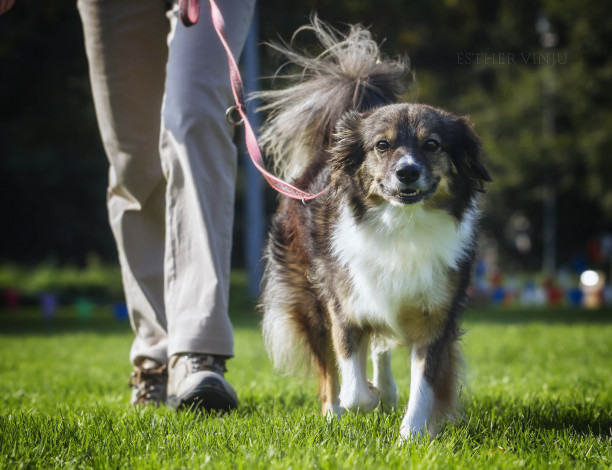 Обои картинки фото животные, собаки, трава, ноги, язык, солнечно, собака, радость