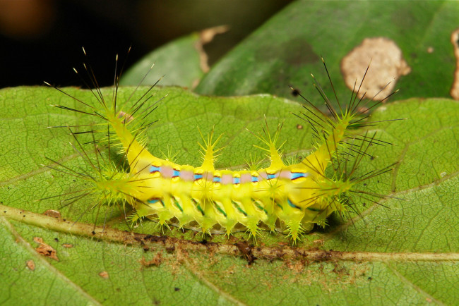 Обои картинки фото животные, гусеницы, зелёная, макро, itchydogimages, шипастая, гусеница, лист