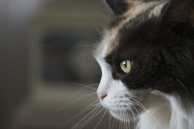 Обои картинки фото животные, коты, кошка, ушки, коте, кот, киса, усы, взгляд, профиль