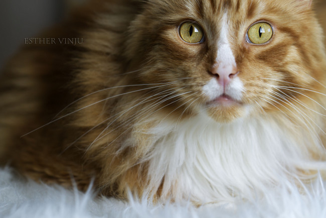 Обои картинки фото животные, коты, коте, кот, кошка, усы, ушки, киса, рыжий, взгляд