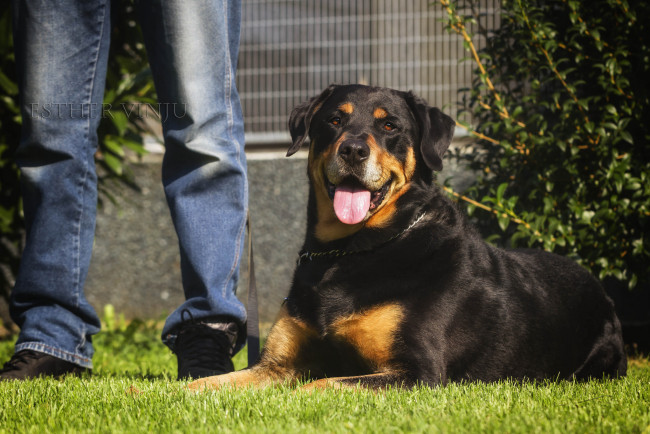 Обои картинки фото животные, собаки, язык, ноги, солнечно, радость, собака, трава