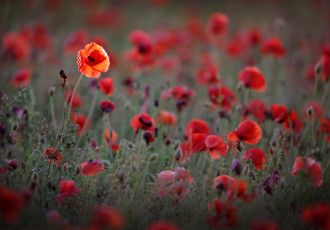 Картинка цветы маки поле