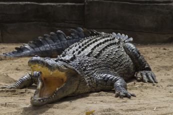 Картинка животные крокодилы крокодил