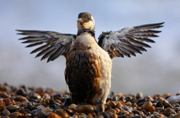 Картинка животные птицы птица