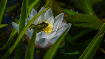 Картинка животные лягушки лилия лягушка вода