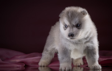 Картинка животные собаки порода хаски щенок
