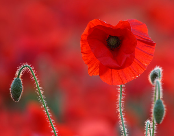 Обои картинки фото цветы, маки, макро, лепестки, мак