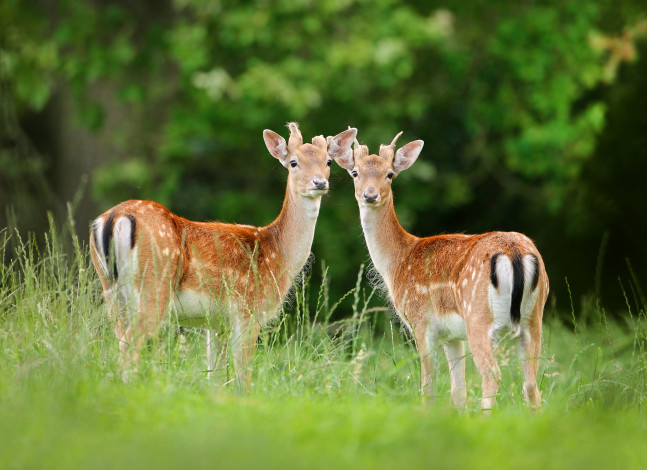 Обои картинки фото животные, олени, оленята, трава