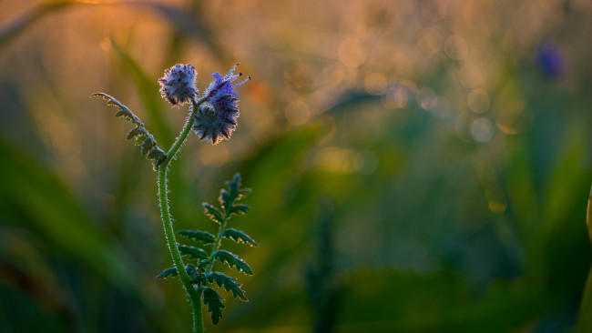 Обои картинки фото цветы, луговые , полевые,  цветы, боке, роса, луг, фон, травинка, утро