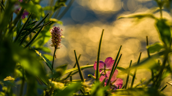 Обои картинки фото цветы, луговые , полевые,  цветы, луг, боке, трава