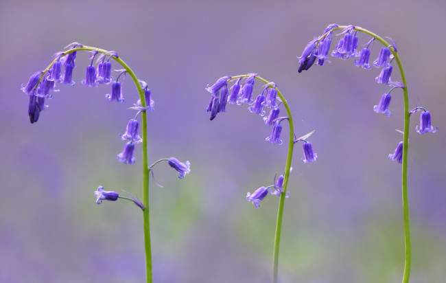 Обои картинки фото цветы, колокольчики, фон