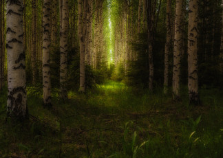 Картинка природа лес деревья