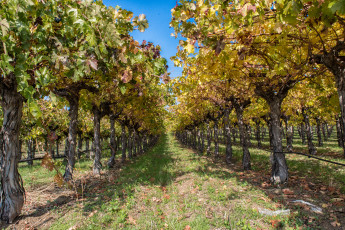 Картинка природа деревья сад