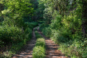 Картинка природа дороги тракт