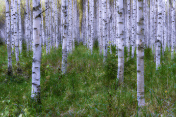 Картинка природа лес деревья