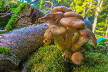 Картинка природа грибы опята