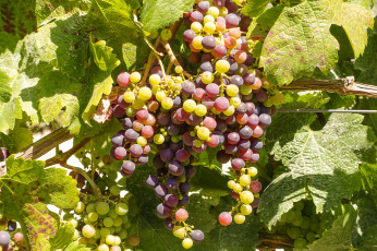 Картинка природа Ягоды +виноград лоза