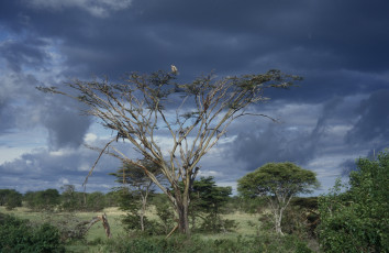 Картинка природа деревья простор