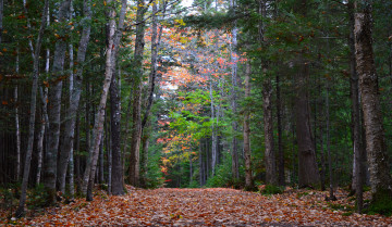Картинка природа лес деревья
