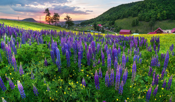 Картинка природа луга трава цветы