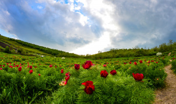 Картинка природа луга цветы трава