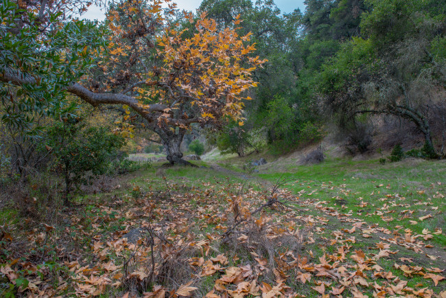 Обои картинки фото природа, лес, деревья