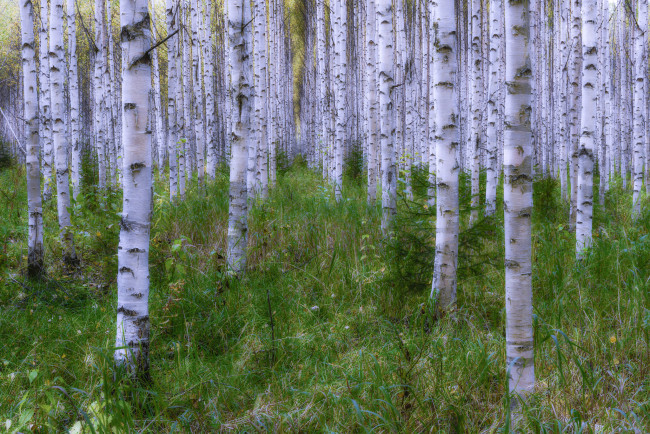 Обои картинки фото природа, лес, деревья