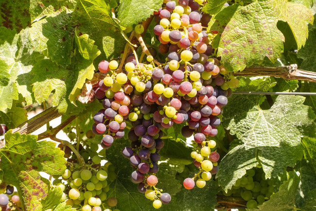 Обои картинки фото природа, Ягоды,  виноград, лоза