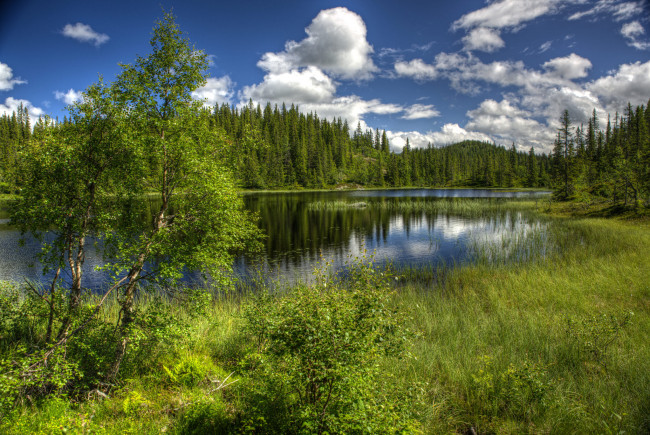 Обои картинки фото природа, реки, озера, река, лес