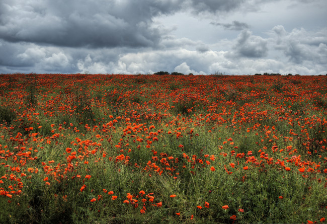 Обои картинки фото природа, луга, простор