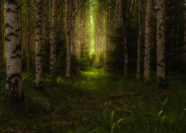 Обои картинки фото природа, лес, деревья