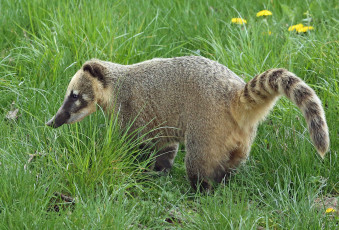 Картинка животные -+другое носуха