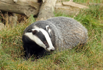 Картинка животные барсуки барсук