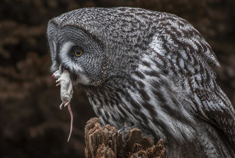 Картинка животные совы сова мышка природа