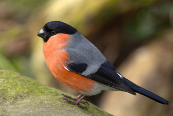 Картинка животные снегири птичка