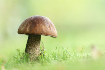 Картинка природа грибы грибок