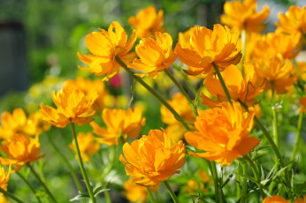 Картинка цветы весна флора растения многолетники май купальницы красота природа позитив жёлтый цвет жарки дача