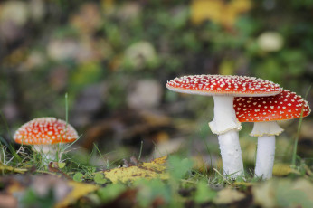 Картинка природа грибы +мухомор грибок