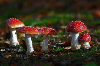 Картинка природа грибы +мухомор грибок