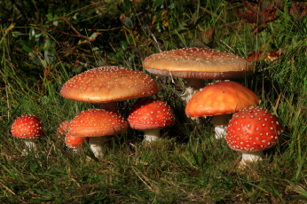 Картинка природа грибы +мухомор грибок