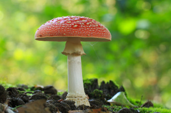 Картинка природа грибы +мухомор грибок