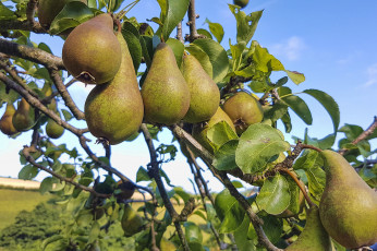 Картинка природа плоды груши